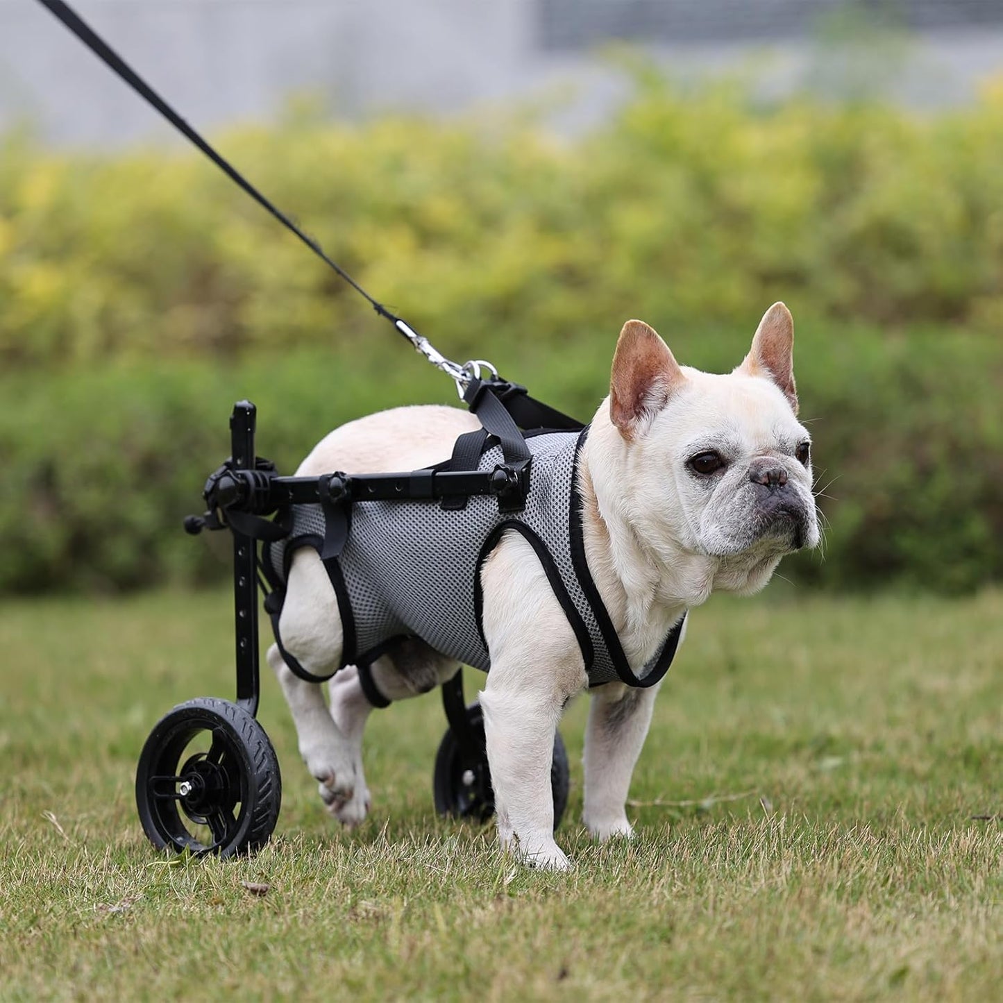 Dog Wheelchair for Back Legs, Light Weight Dog&Cat&Pets Wheelchair Cart with Disabled Hind Legs Walking, Adjustable Doggy Wheelchair Cart with Wheels for Back Legs small dog